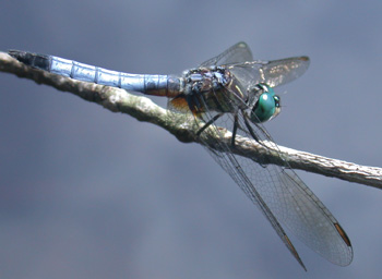 Blue Dasher Blue Dasher